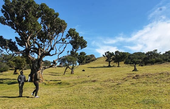Full Day Private 4×4 Tour in West Madeira with Local Guide