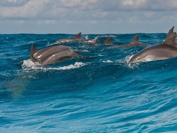 Prison Island & Nakupenda Beach Nature Reserve Tour