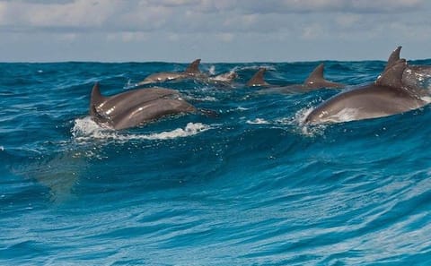 Private Dhow Boat Excursion to Mnemba Atoll from Nungwi
