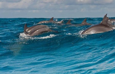 Private Dhow Boat Excursion to Mnemba Atoll from Nungwi