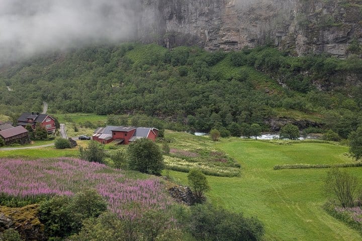 Farm in Flåm Valley surrounded by purple wildflowers and low clouds