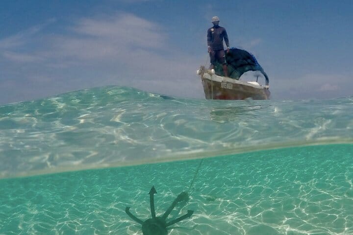 Private Dolphin Watching Experience in Zanzibar  5