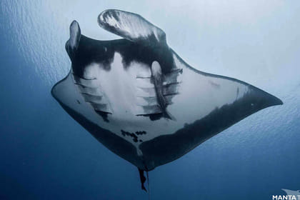 Dive with Tiger Sharks in Fuvahmulah, Maldives - 8 Days