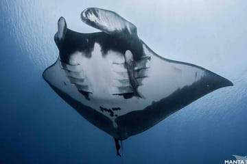 Dive with Tiger Sharks in Fuvahmulah, Maldives - 8 Days