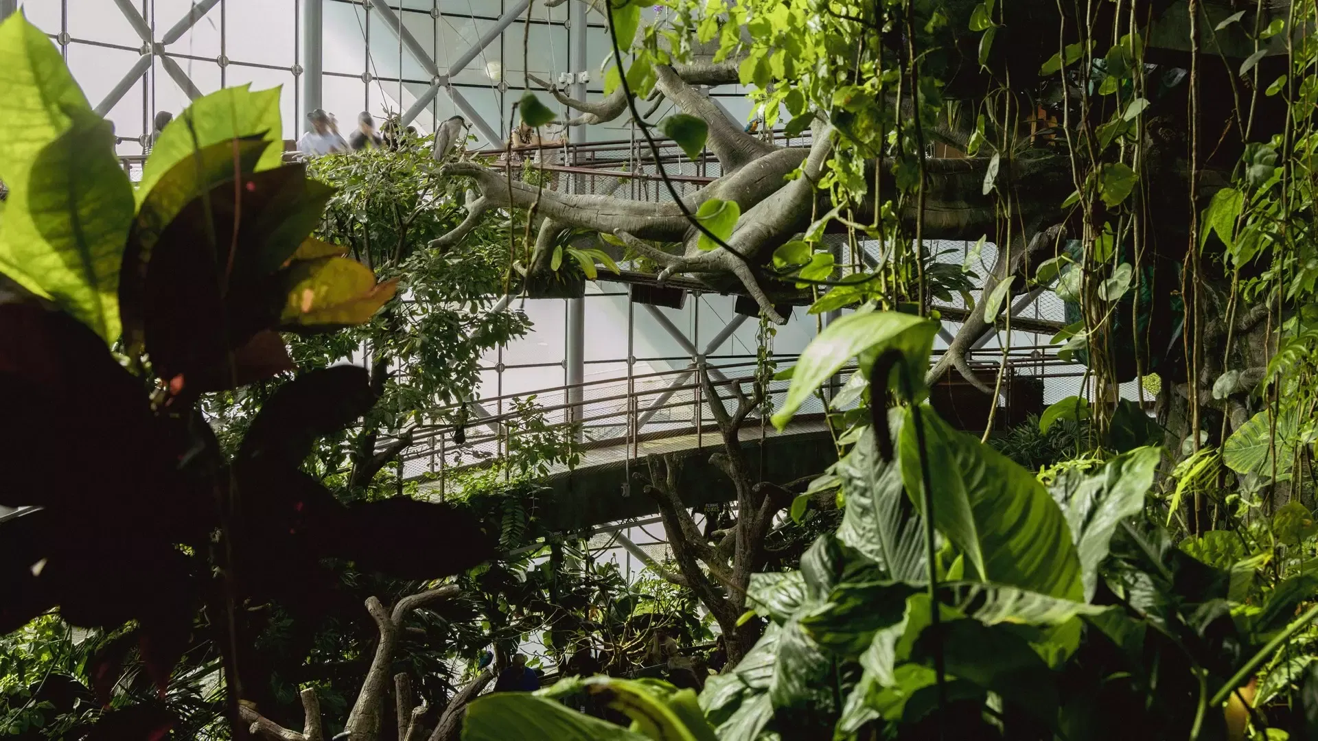 A walkway winding between the branches and hanging vines of the indoor rainforest at The Green Planet Dubai