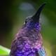 Violet Sabrewing Cloud Forest hanging Bridges tour