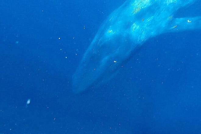 Snorkeling with Whales in Mirissa 7