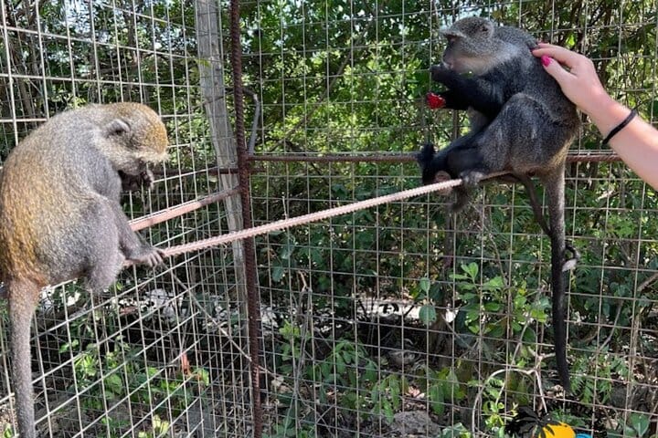 Mnemba Island Dolphins Watching and Snorkeling