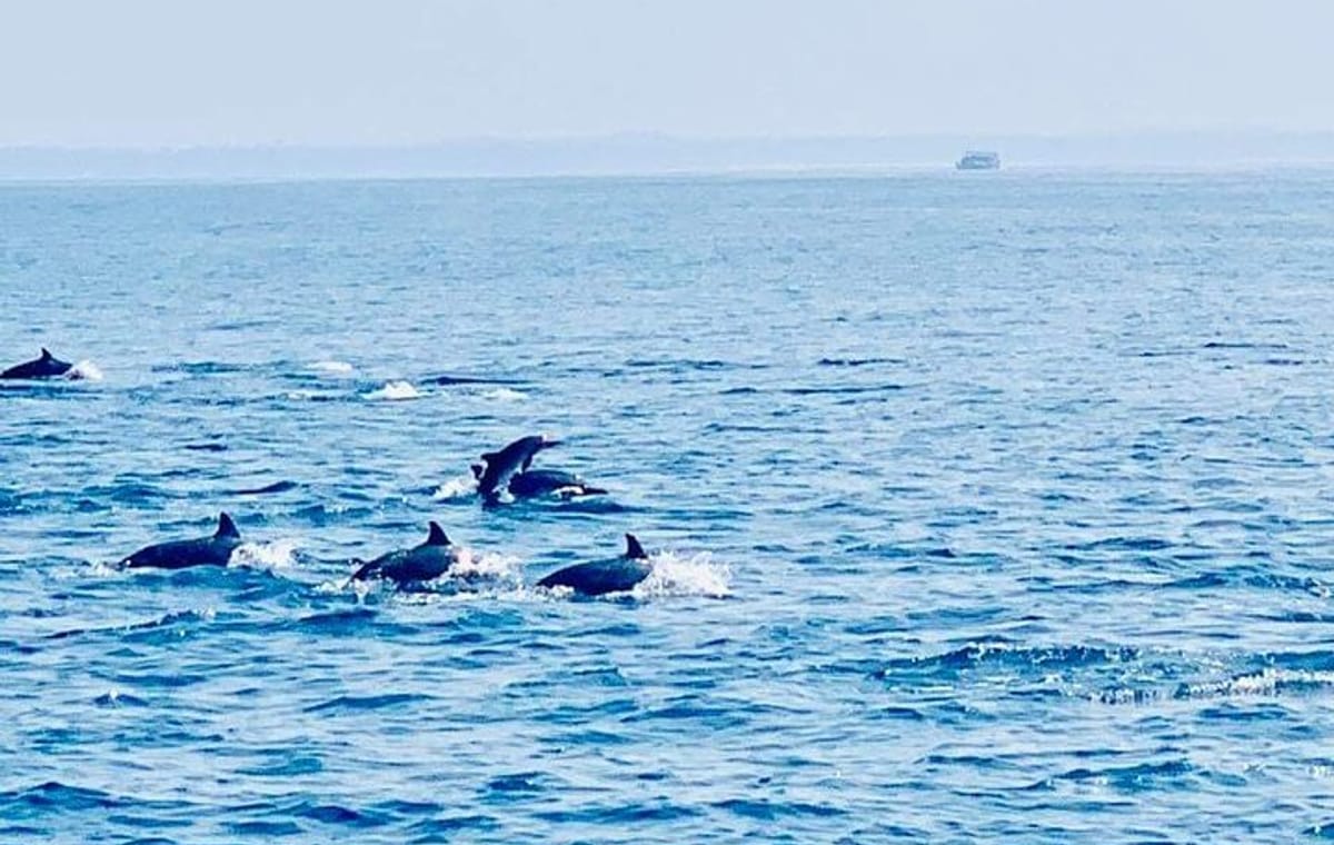 Dolphin Watching in Kalpitiya