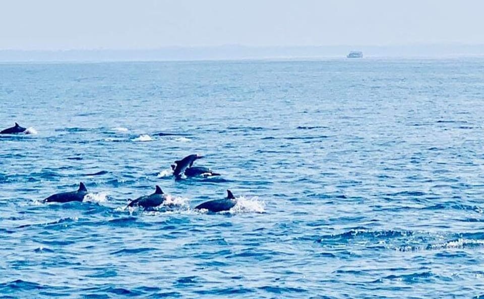 Dolphin Watching Tour in Kalpitiya, Sri Lanka