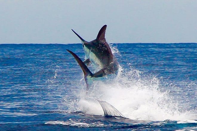 Fishing &amp; Snorkeling By Speed Boat Tour (Semi Private) - Hurghada