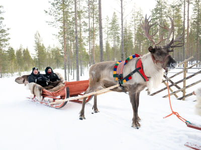 Taava Reindeer Farm – Reindeer & Lapland Traditions Year-Round