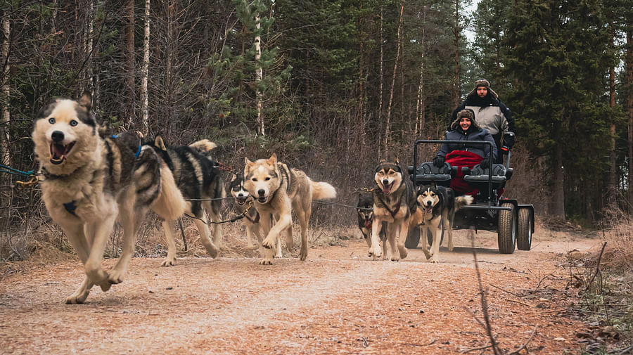 Autumn Husky ride, Husky safari, Pure Lapland, Siberian Husky, Rovaniemi Lapland