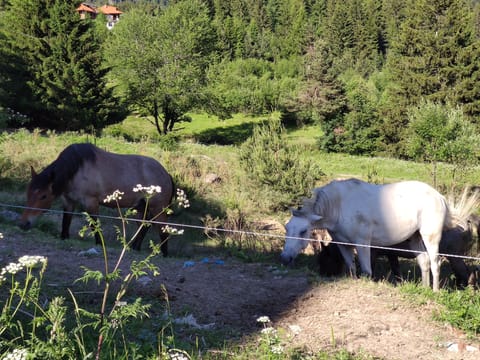 Pleasant horse riding walk in Northern Bulgaria