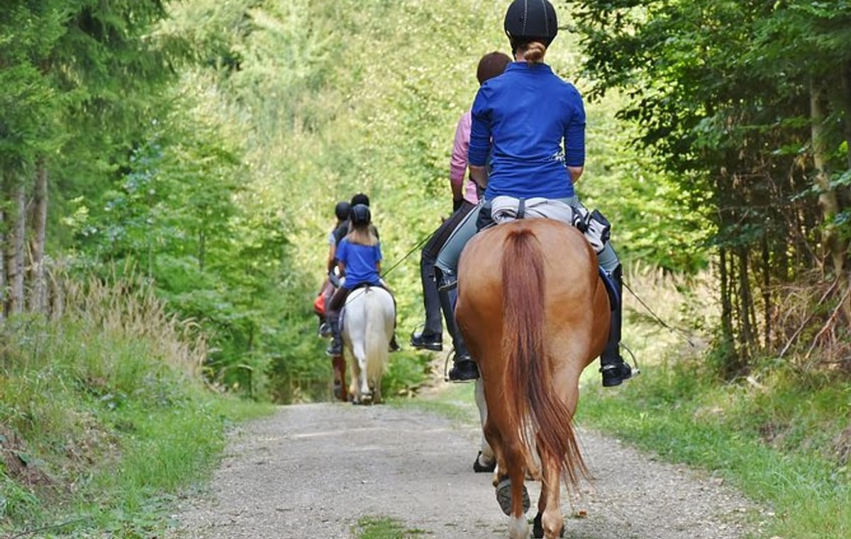 HORSE RIDING IN THE FOREST