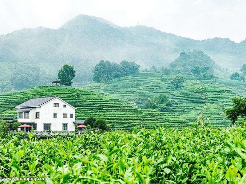 Authentic Hangzhou Longjing Tea Culture Experience Tour