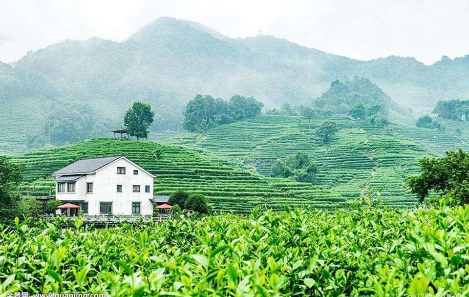 Longjing Tea Culture Experience Tour in Hangzhou