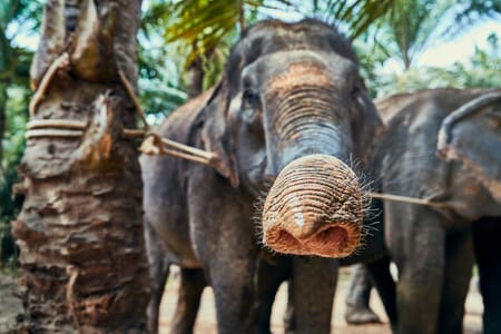 Udawalawe Elephant Safari Tour from Negombo: Sri Lanka’s Majestic Giants