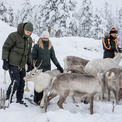 Visit a Real Reindeer Farm - Image 15