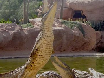 Crocodile Park Tour in Agadir from Taghazout