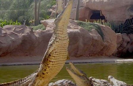 Crocodile Park Tour in Agadir from Taghazout