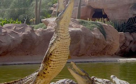 Crocodile Park Tour in Agadir from Taghazout