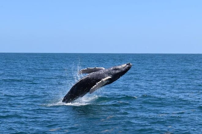 Whales Watching And Waterfall El Limon Adventure photo 4