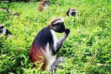 Zanzibar Private 5 Day Minivan Tour