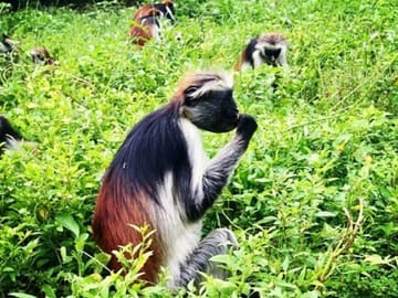 Private 5-Day Minivan Tour of Zanzibar's Key Attractions