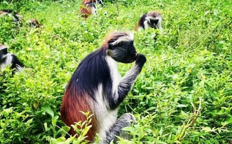 Private 5-Day Minivan Tour of Zanzibar's Key Attractions