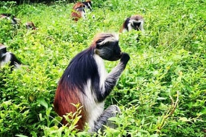 Zanzibar Private 5 Day Minivan Tour