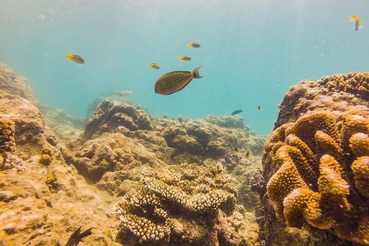 Grand Aquarium from Hurghada 8