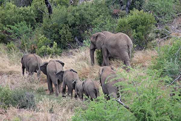 Majestic elephants in the Pilanesberg Game Reserve