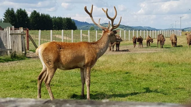 Day trip to the Bison Reserve & Traditional Cuisine Experience 8