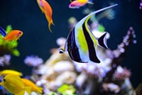 Grand Aquarium from Hurghada 2