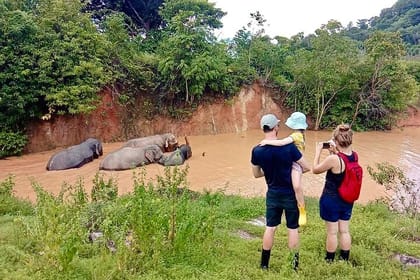 Phuket City Tour & Elephant Sanctuary – Town, Temple, Food & View