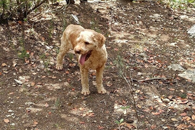 Truffle hunting experience with lunch and Chianti wine tasting - Photo 3