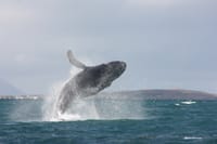 Akureyri Classic Whale Watching 8