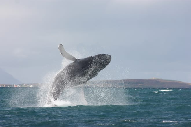Akureyri Classic Whale Watching 8