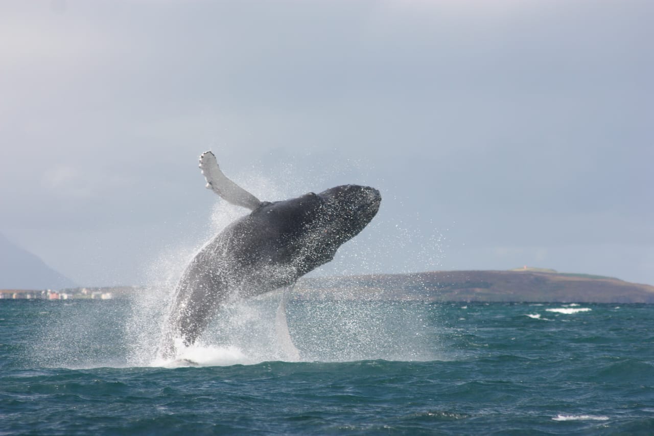 Akureyri Classic Whale Watching 8
