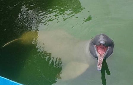 Three-Day Pacaya Samiria Safari from Iquitos, Peru