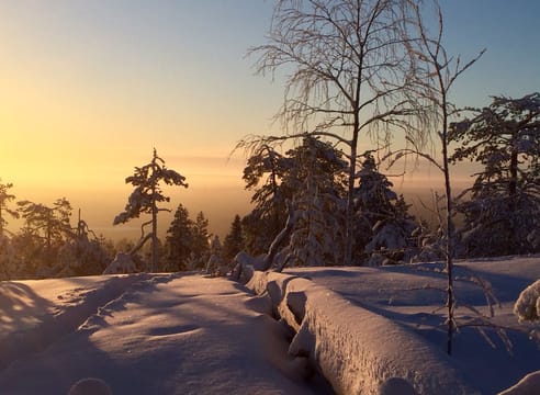 Magic of the Forest and Log Sauna Winter, 4 hours (Private Tour)