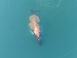Whale Watching Cruise on a Yacht in Reykjavik , photo 13