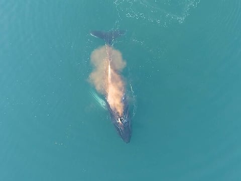 Whale Watching Cruise on a Yacht in Reykjavik , photo 13