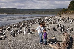 Ushuaia: Beagle Channel Tour to Martillo Island and walk among Penguins