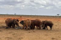 3-Day Tsavo East Safari from Mombasa 9
