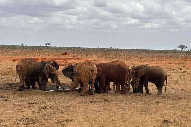 3-Day Tsavo East Safari from Mombasa 9