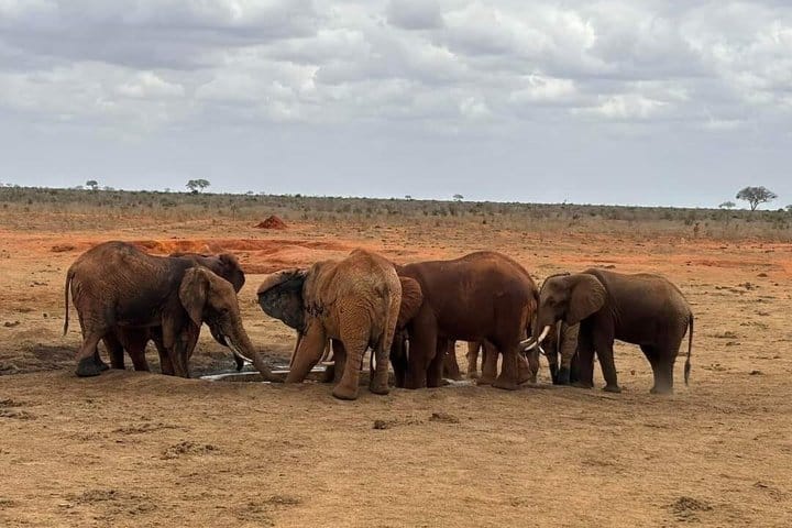 3-Day Tsavo East Safari from Mombasa 9