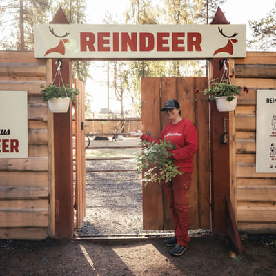 Santa Claus Sommerzauber in Rovaniemi – Ein unterhaltsames und unvergessliches Treffen mit Rentieren im Sommer und Herbst