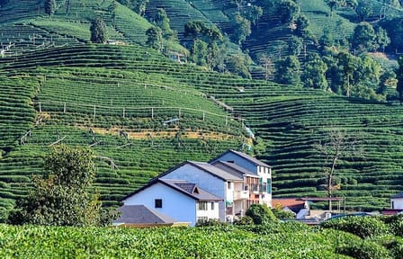 Hangzhou Day Tour of Lingyin Temple and Hupao Spring